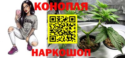 сатива Апшеронск